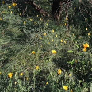 Eschscholzia californica at Greenway, ACT - 22 Feb 2015 07:19 PM