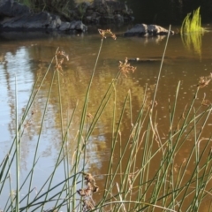 Schoenoplectus validus (River Club-rush) at Greenway, ACT - 22 Feb 2015 by michaelb