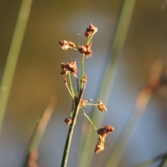 Schoenoplectus validus at Greenway, ACT - 22 Feb 2015