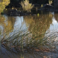 Schoenoplectus tabernaemontani at Greenway, ACT - 22 Feb 2015 07:08 PM