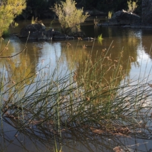 Schoenoplectus tabernaemontani at Greenway, ACT - 22 Feb 2015