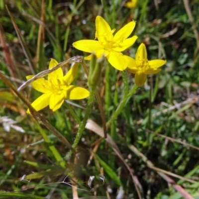 Hypoxis hygrometrica var. villosisepala (Golden Weather-grass) at Paddys River, ACT - 9 Mar 2015 by galah681