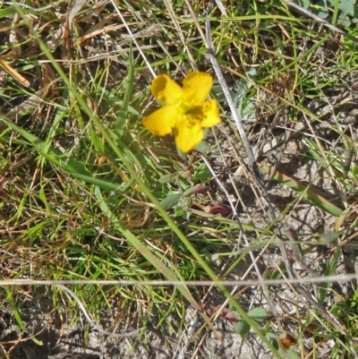 Hypericum gramineum (Small St Johns Wort) at Paddys River, ACT - 9 Mar 2015 by galah681