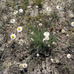 Leucochrysum albicans subsp. tricolor (Hoary Sunray) at Farrer Ridge - 9 Mar 2015 by galah681