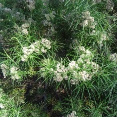 Cassinia longifolia (Shiny Cassinia, Cauliflower Bush) at Farrer Ridge - 9 Mar 2015 by galah681
