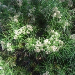 Cassinia longifolia (Shiny Cassinia, Cauliflower Bush) at Farrer Ridge - 9 Mar 2015 by galah681