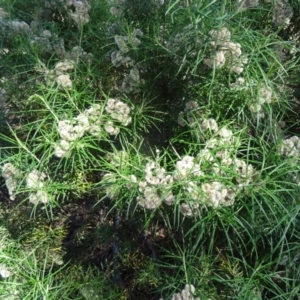 Cassinia longifolia at Farrer Ridge - 9 Mar 2015 11:54 AM