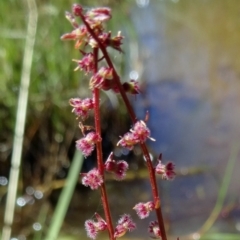 Haloragis sp. (Raspweed) at Farrer Ridge - 9 Mar 2015 by galah681