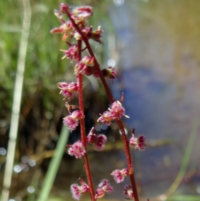 Haloragis sp. (Raspweed) at Farrer Ridge - 9 Mar 2015 by galah681