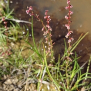 Haloragis sp. at Farrer Ridge - 9 Mar 2015 12:04 PM