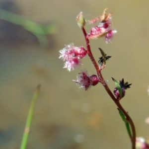 Haloragis sp. at Farrer Ridge - 9 Mar 2015 12:04 PM