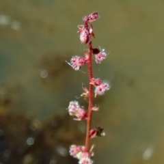 Haloragis sp. at Farrer Ridge - 9 Mar 2015 12:04 PM