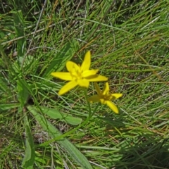 Hypoxis hygrometrica var. villosisepala (Golden Weather-grass) at Farrer Ridge - 9 Mar 2015 by galah681