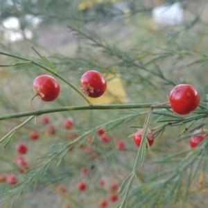 Asparagus officinalis at Tharwa, ACT - 8 Mar 2015