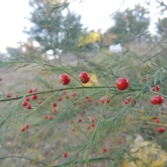 Asparagus officinalis at Tharwa, ACT - 8 Mar 2015 07:13 PM