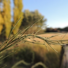 Asparagus officinalis at Tharwa, ACT - 8 Mar 2015