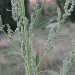 Chenopodium album (Fat Hen) at Tharwa Bridge - 8 Mar 2015 by michaelb