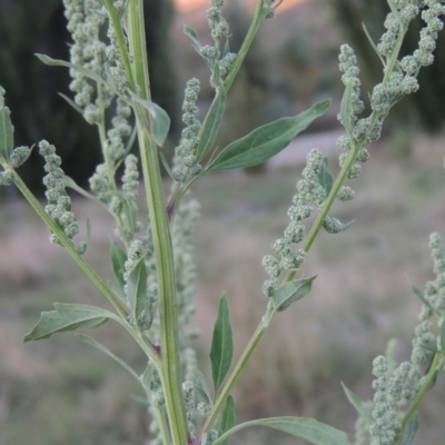 Chenopodium album (Fat Hen) at Tharwa, ACT - 8 Mar 2015 by MichaelBedingfield