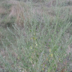 Chenopodium album at Tharwa, ACT - 8 Mar 2015