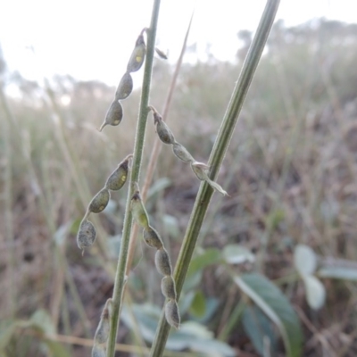 Oxytes brachypoda (Large Tick-trefoil) at Tharwa, ACT - 8 Mar 2015 by michaelb