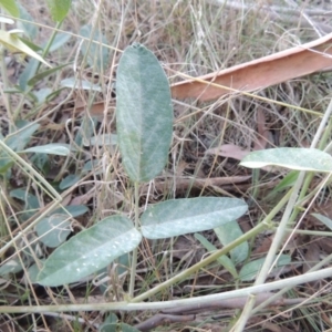 Oxytes brachypoda at Tharwa, ACT - 8 Mar 2015