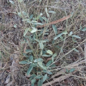 Oxytes brachypoda at Tharwa, ACT - 8 Mar 2015