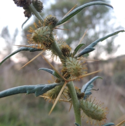 Xanthium spinosum (Bathurst Burr) at Tharwa, ACT - 8 Mar 2015 by michaelb