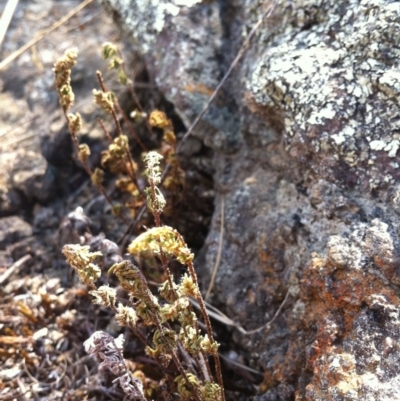 Cheilanthes distans (Bristly Cloak Fern) at Molonglo River Reserve - 10 Mar 2015 by RichardMilner