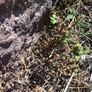 Cheilanthes distans at Molonglo River Reserve - 10 Mar 2015