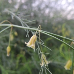 Asparagus officinalis (Asparagus) at Paddys River, ACT - 21 Jan 2015 by MichaelBedingfield