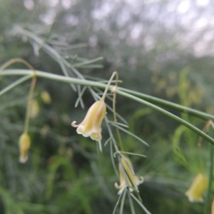 Asparagus officinalis at Paddys River, ACT - 21 Jan 2015