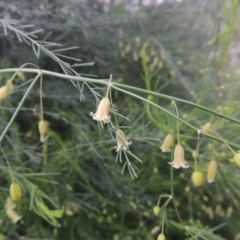 Asparagus officinalis at Paddys River, ACT - 21 Jan 2015 07:36 PM