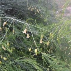 Asparagus officinalis at Paddys River, ACT - 21 Jan 2015