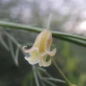 Asparagus officinalis at Paddys River, ACT - 21 Jan 2015