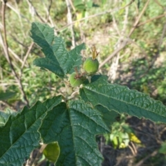 Adriana tomentosa var. tomentosa (Eastern Bitterbush) at Bullen Range - 10 Mar 2015 by FranM