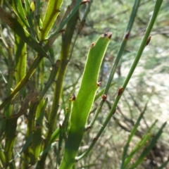 Bossiaea grayi (Murrumbidgee Bossiaea) at Paddys River, ACT - 10 Mar 2015 by FranM