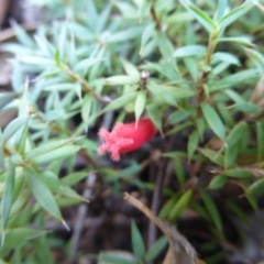 Styphelia humifusum (Cranberry Heath) at Coree, ACT - 11 Mar 2015 by FranM