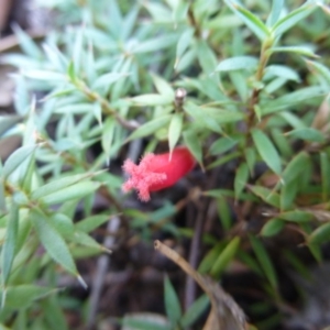 Styphelia humifusum at Coree, ACT - 11 Mar 2015 09:27 AM