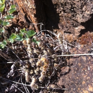 Cheilanthes distans at Molonglo River Reserve - 12 Mar 2015