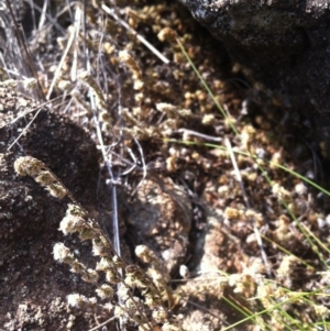 Cheilanthes distans at Molonglo River Reserve - 12 Mar 2015