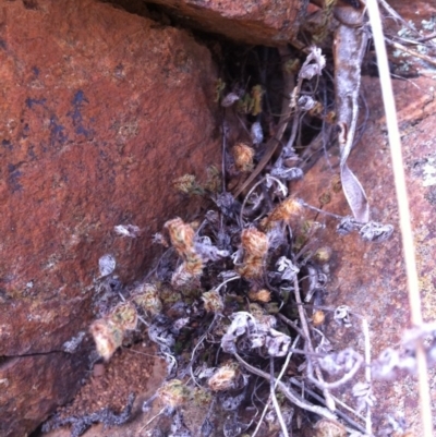 Cheilanthes distans (Bristly Cloak Fern) at Molonglo River Reserve - 12 Mar 2015 by RichardMilner