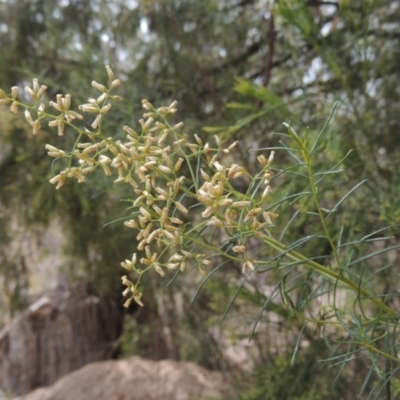 Cassinia quinquefaria (Rosemary Cassinia) at Bruce, ACT - 20 Feb 2015 by michaelb