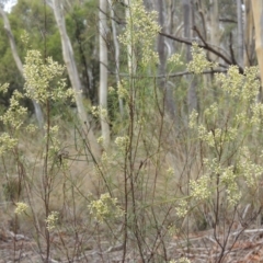 Cassinia quinquefaria at Bruce, ACT - 20 Feb 2015