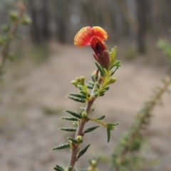 Dillwynia phylicoides (A Parrot-pea) at Bruce, ACT - 20 Feb 2015 by michaelb