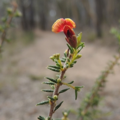 Dillwynia phylicoides (A Parrot-pea) at Bruce, ACT - 20 Feb 2015 by michaelb