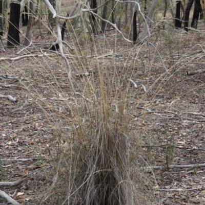 Rytidosperma pallidum (Red-anther Wallaby Grass) at Bruce, ACT - 20 Feb 2015 by michaelb