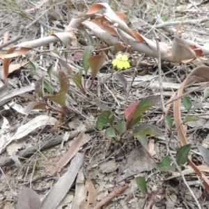 Goodenia hederacea at Bruce, ACT - 20 Feb 2015