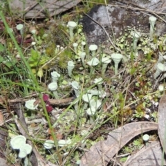 Cladonia sp. (genus) (Cup Lichen) at Tennent, ACT - 20 Sep 2014 by MichaelBedingfield