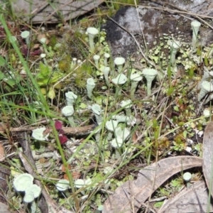 Cladonia sp. (genus) at Tennent, ACT - 20 Sep 2014 07:15 PM