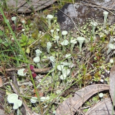 Cladonia sp. (genus) (Cup Lichen) at Namadgi National Park - 20 Sep 2014 by michaelb